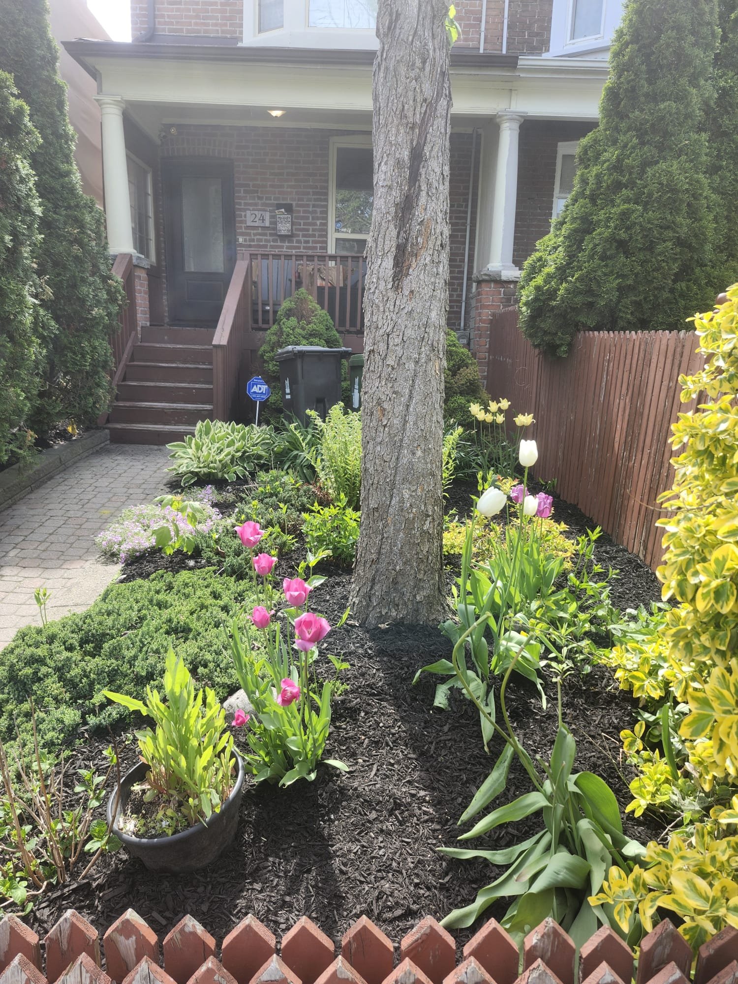 Spring garden with tulips
